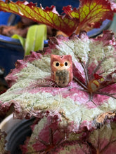 Load image into Gallery viewer, Begonia, the Pink Ceramic Elf Owl
